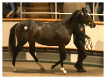 Tattersalls - Sales Ad